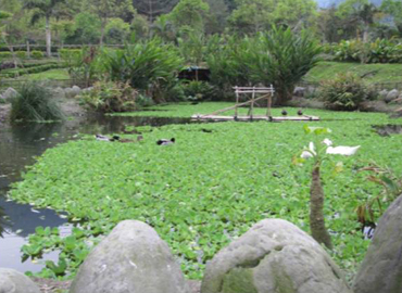 生態池景觀
