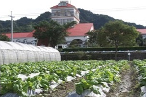 vegetables plant area