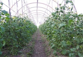 broccoli area