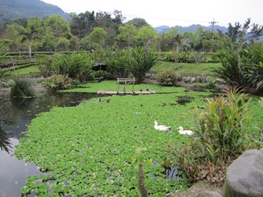 生態池