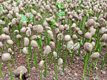 本監自行培植咖啡苗