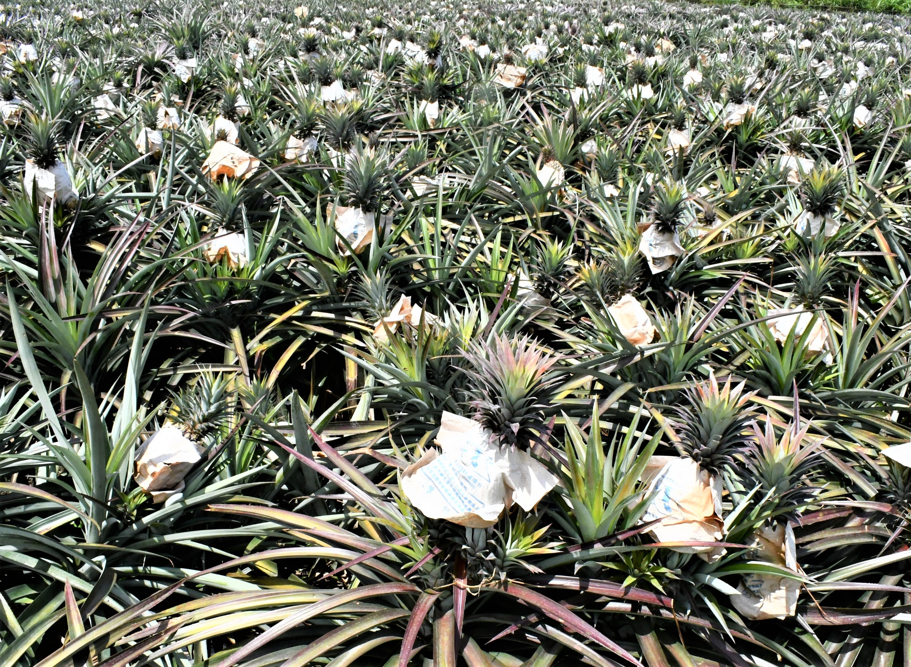 鳳梨被層層保護著